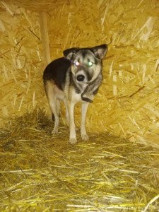 Помогите трехлапому Биму и Тузику оплатить тёплую передержку. Ежемесячная стоимость передержки за двоих 15000 руб. - IMG-20221125-WA0016.jpg