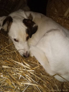 Помогите трехлапому Биму и Тузику оплатить тёплую передержку. Ежемесячная стоимость передержки за двоих 15000 руб. - IMG-20221125-WA0022.jpg