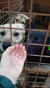 Нужна помощь собакам в приюте Можно передать корм, лекарства. Заберём из любого района г. Волгограда - VID_20231204_160156_exported_2033.jpg