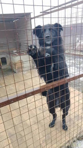 Нужна помощь собакам в приюте Можно передать корм, лекарства. Заберём из любого района г. Волгограда - VID_20231129_101130_exported_43999.jpg