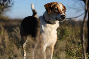 Нужна помощь собакам в приюте Можно передать корм, лекарства. Заберём из любого района г. Волгограда - IMG_20231118_150541_429.jpg
