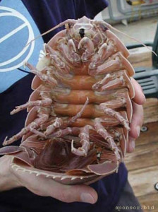 Перевела все новогодние деньги мошенникам - IMG_0550.jpeg