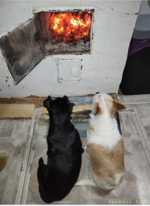 Без сопливых историй,реально на дрова для печки  - Screenshot_20240113_222504.jpg