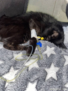 Помогите кошке ,на капельницы - A3E46646-678E-452E-AE51-85CC0A44F984.jpeg