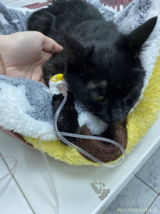 Помогите кошке ,на капельницы - 786F0898-91C7-4470-BF4E-F00D09B84214.jpeg