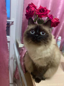 Умирает кошка Помогите 128591; 128591; 128591; 128557; - 33272EBB-797F-43ED-ACC9-8C837CD91A49.jpg