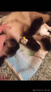 Умирает кошка 128557;Помогите 128591; - F159B479-0972-4F7C-9488-6B5716209329.jpg