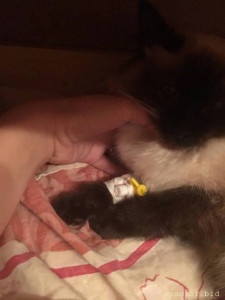 Умирает кошка 128557;Помогите 128591; - 4593E83D-05C2-4359-BF88-243EE599D1BE.jpg