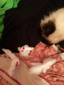 Умирает кошка 128557;Помогите 128591; - D3701E8E-CE69-428D-8F0C-156CBAB6F9B0.jpg