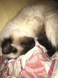 Умирает кошка 128557;Помогите 128591; - 63B21482-FDD1-4F50-8B45-2487D856CB64.jpg