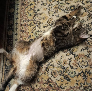 После узи и рентгена