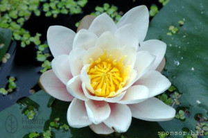 Милые дамы, с праздником вас :-  - Кувшинка.jpg