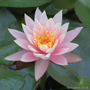 Милые дамы, с праздником вас :-  - Кувшинка 2.jpg