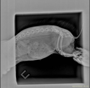 У кролика операция. Не хватает денег - IMG_20240316_215626.jpg