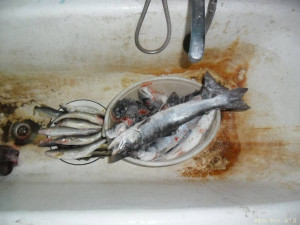 Уважаемые читатели. Пришлите хоть 50 рублей инвалиду на покушать - SAM_3021.JPG