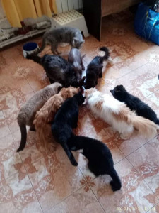 Срочно нужна помощь в покупке корма для 18 кошек  - IMG_6178.jpeg