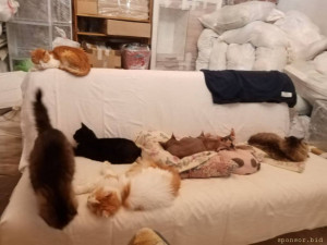 Срочно нужна помощь в покупке корма для 18 кошек  - IMG_6179.jpeg