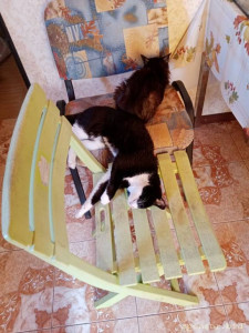 Срочно нужна помощь в покупке корма для 18 кошек  - IMG_6186.jpeg