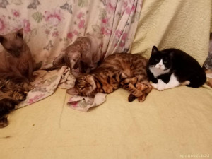 Срочно нужна помощь в покупке корма для 18 кошек  - IMG_6188.jpeg