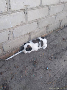 На корм новоражденным собачкам - 20240715_180002.jpg