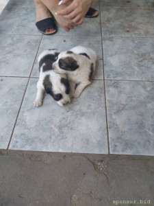 На корм новоражденным собачкам - 20240715_120036.jpg