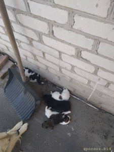 На корм новоражденным собачкам - 20240715_175946.jpg