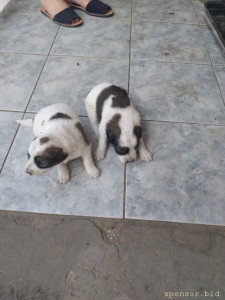 На корм новоражденным собачкам - 20240715_120004.jpg