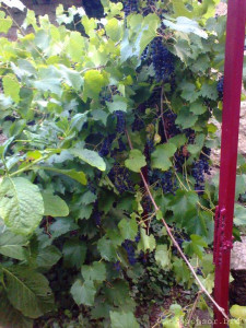 Нашему приюту очень нужна помощь 128591; 127384; - фото0129.jpg