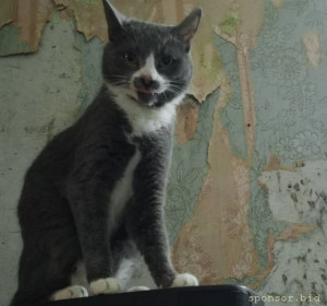 Вот здоровый кот ,когда то был