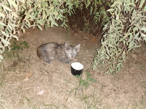 СРОЧНО НУЖНО УСТРОИТЬ КОТЯТ! СЕЙЧАС НА УЛИЦЕ ОНИ И СКОРО ПОХОЛОДАЕТ, МОГУТ ПОГИБНУТЬ