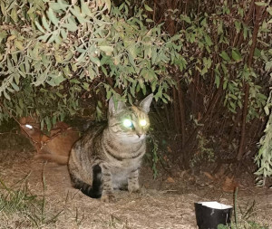 Котята живут под кустиком в самом центре Москвы срочно нужна им помощь - IMG_20240926_200347_edit_24270676256712.jpg