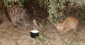 Котята живут под кустиком в самом центре Москвы срочно нужна им помощь - IMG_20240926_200333_edit_24151226734855.jpg