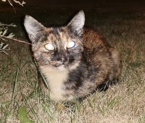 Котята живут под кустиком в самом центре Москвы срочно нужна им помощь - IMG_20240926_200246_edit_24185666866100.jpg