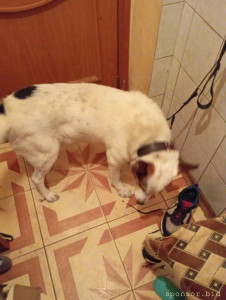 У пса появилась опухоль и требует лечения. - IMG_20241010_172520.jpg