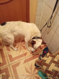 У пса появилась опухоль и требует лечения. - IMG_20241010_172522.jpg