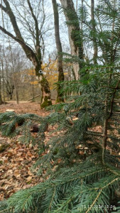 Дом на дереве: мечта превратилась в благотворительный проект - IMG_20241113_100404.jpg