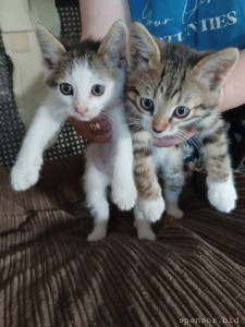 Помогите котикам. - IMG_20240607_195730_941@733388783.jpg