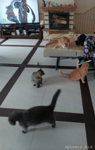 Помогите котикам. - 1706427750581.jpg