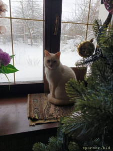 Помогите котикам. - abb6f6ef-858a-4a68-8855-b266213aed2a.jpg