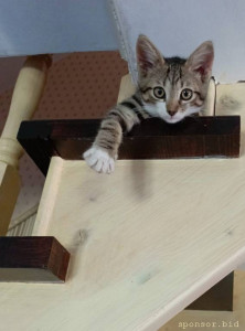 Помогите котикам. - 1702998554768.jpg