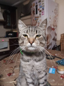 Помогите котикам. - IMG_20230929_205340_182@1978318035.jpg