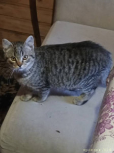 Помогите котикам. - 1733991950998.jpg