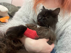 Помогите котам на лечение, пожалуйста - хэйли.jpg