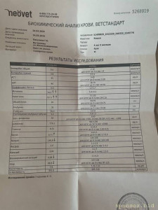 Помогите котам на лечение, пожалуйста - анализы1.jpg