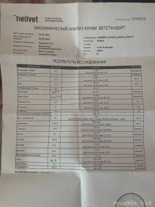 Помогите котам на лечение, пожалуйста - анализы2.jpg