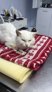  127384;Нужна помощь ЛЮДЕЙ 127384; - IMG_1497.jpeg