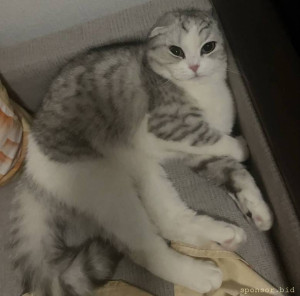 Помощь с лечением кошки для малоимущей женщины - img_7424.jpg