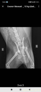 Помощь кошке на операцию  - IMG_0938.jpeg