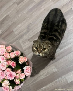 Прошу помощи для спасения котика в другом городе. Очень нужна операция  - f7cb42f3-8912-47a5-84c5-e52eed9f729a.jpeg