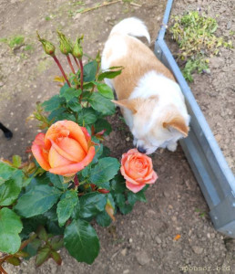 Сбор средств на продукты питания для детей  - IMG_20251125_005759.jpg